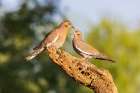 White-winged Doves-Pima County-Arizona Art Print